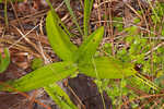 Longhorn bog orchid